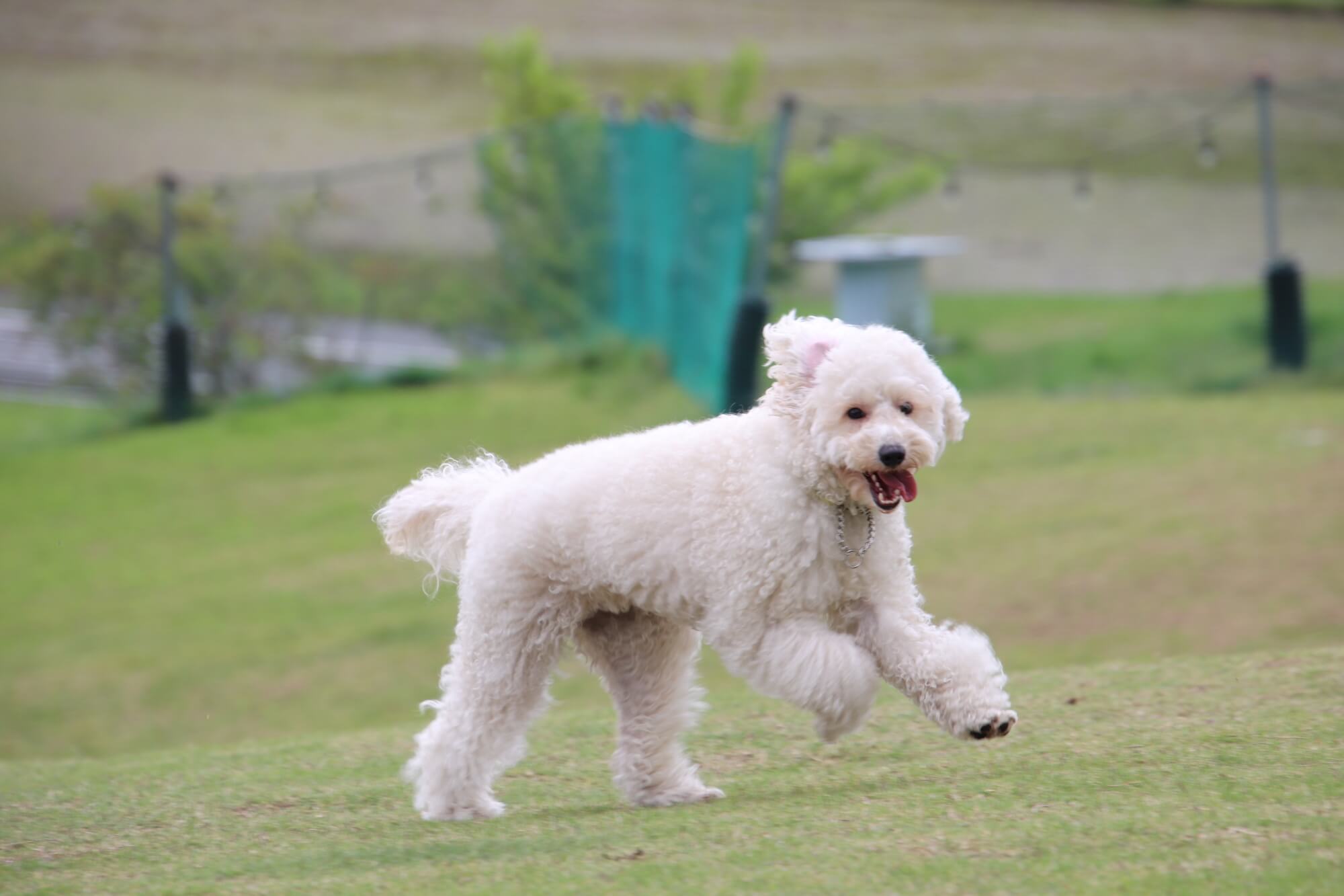 キムタクが飼っている犬は何犬？